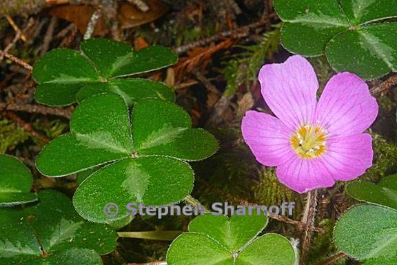 oxalis oregana 8 graphic